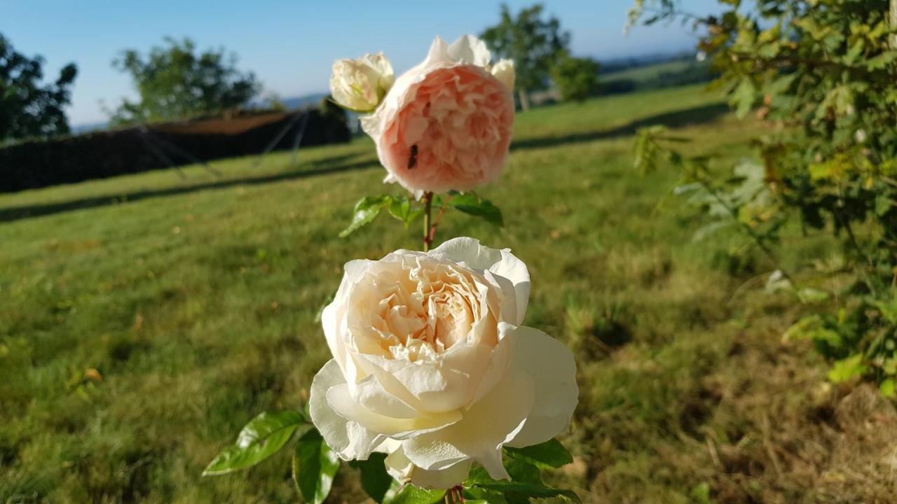 Belle Visnonia B&B Gluten Free & Traditional Béganne Extérieur photo